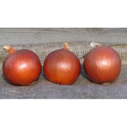 Seminte ceapa Legend F1 (250 000 seminte)