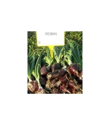 Seminte ceapa rosie Robin F1 (10 000 seminte) precizie