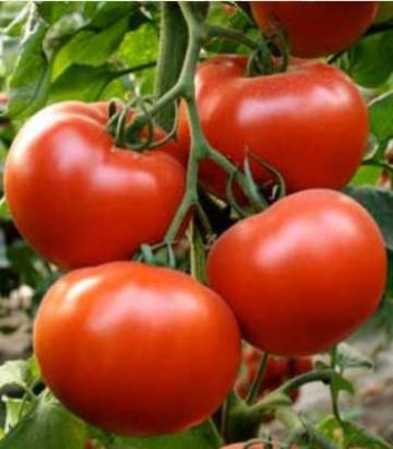 Seminte tomate Axiom F1 500 sem