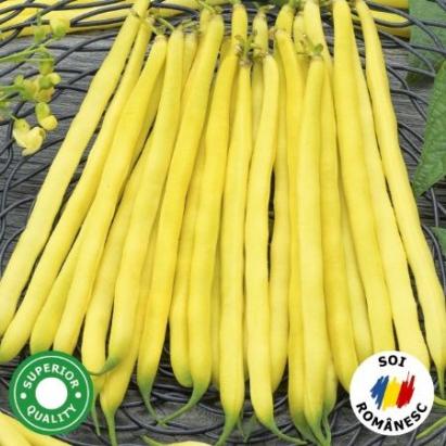 Seminte fasole fideluta galbena Ileana 250 GR