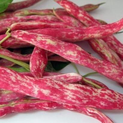 Seminte fasole boabe Dalmaziano 250 GR