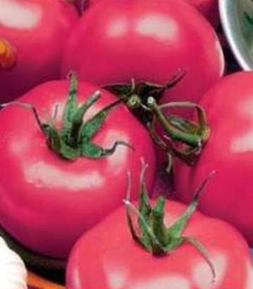 Seminte tomate Lillagro 3000 sem