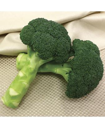 Seminte broccoli Green Magic F1 (1000 seminte)