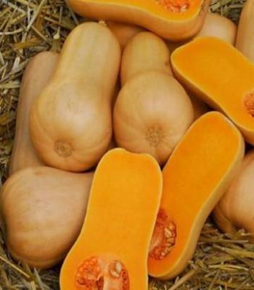 Seminte dovleac de copt Pluto F1 (500 seminte)