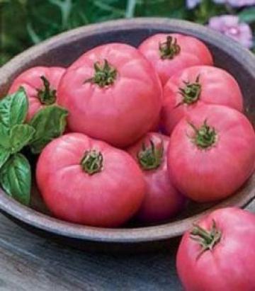 Seminte tomate roz Fuji Pink F1 500 sem