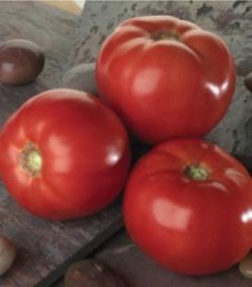 Seminte tomate Tomatina F1 (500 seminte)