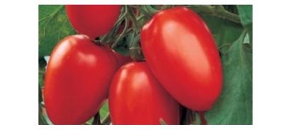 Seminte tomate Cuzco F1 (500 seminte)