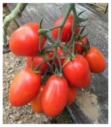 Seminte tomate prunisoara Oceano F1 500 sem