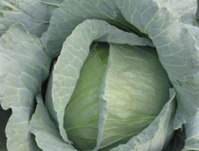 Seminte varza Marloo F1 (1000 seminte)