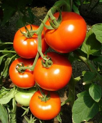 Seminte tomate Belladona F1 500 sem