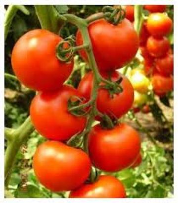 Seminte tomate Primadona F1 500 sem
