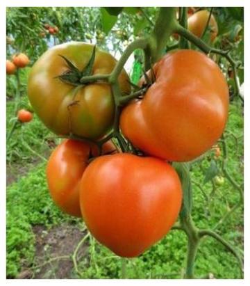 Seminte tomate Ismini F1 500 sem
