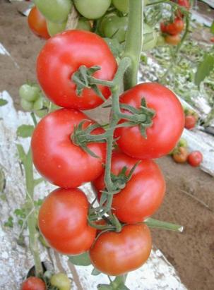 Seminte tomate Galina F1 500 sem