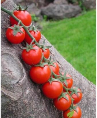 Seminte tomate cherry Shiren F1 (100 seminte)