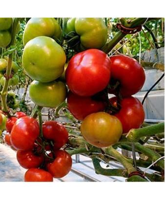 Seminte tomate Lemnace F1 100 sem