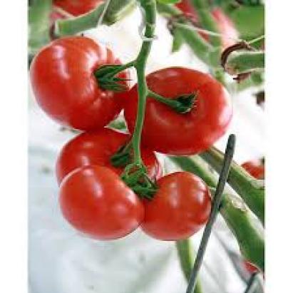 Seminte tomate Admiro F1 100 sem