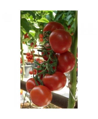 Seminte tomate Admiro F1 500 sem
