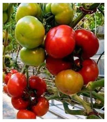 Seminte tomate Torero F1 100 sem