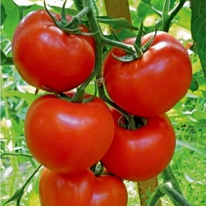 Seminte tomate extratimpurii Gravitet F1 500 sem