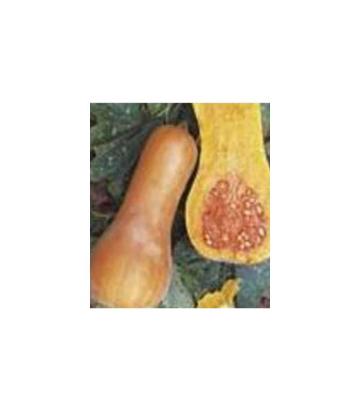 Seminte dovleac de copt Orange (500 seminte)