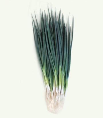 Seminte ceapa verde Tothem F1 50 GR