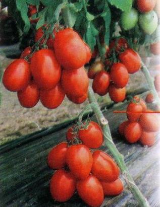 Seminte tomate Charanda F1 1000 sem