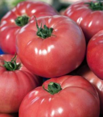 Seminte tomate roz VP1 250 sem