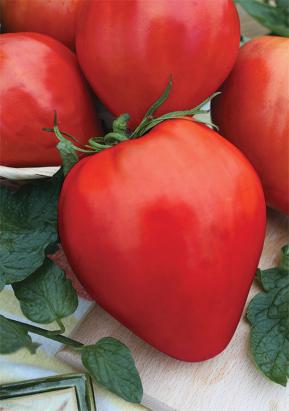 Seminte rosii Lacrimile fecioarei Florian (250 seminte)