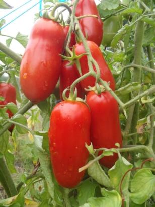 Seminte rosii San Marzano Nano 4 Florian 0.5 gr