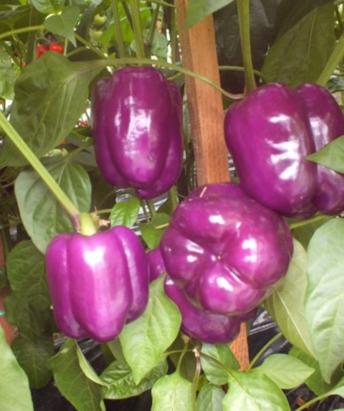 Seminte ardei gras violet Oda Florian 1 gr