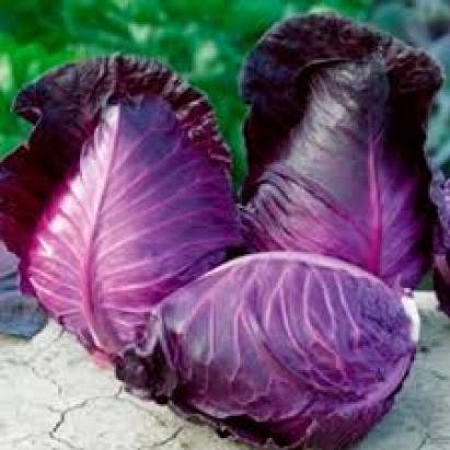 Seminte varza rosie alungita Calibos Florian 2 gr