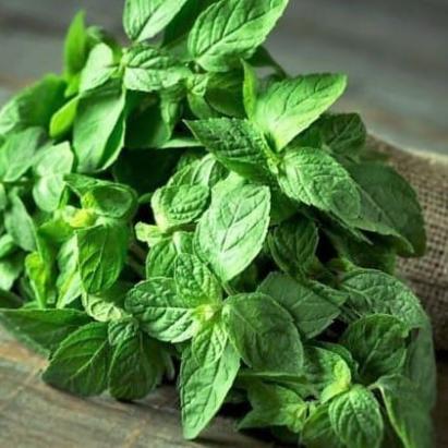 Seminte Menta Florian 0.1 gr