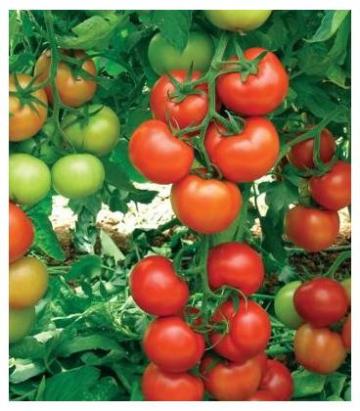 Seminte tomate Antalya RN F1 500 sem