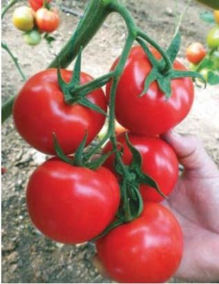 Seminte tomate Nemesis F1 1000 sem