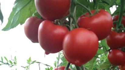 Seminte tomate EKIN (Giraffe) F1 (1000 seminte)