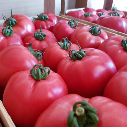 Seminte tomate roz Pink Rock F1 (1000 seminte)