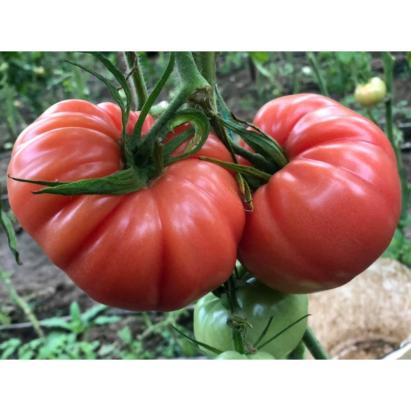 Seminte tomate roz Cassa Rosa F1 (500 seminte)