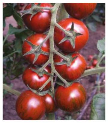 Seminte tomate Tiger F1 (200 seminte)