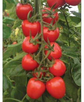 Seminte tomate Red Heart F1 (100 seminte)