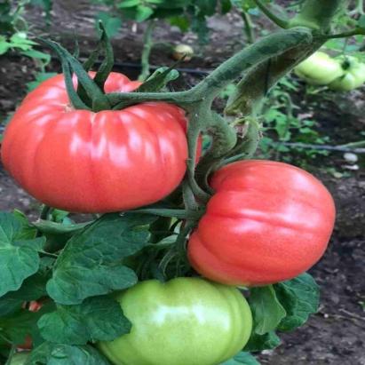 Seminte tomate roz Leroxi (Tobrossa) F1 (500 seminte)