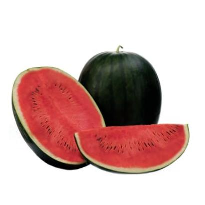 Seminte pepene verde Kandemir F1 (500 seminte)