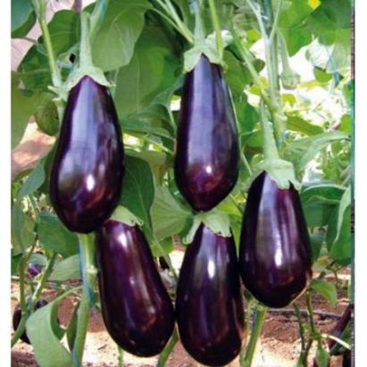 Seminte vinete Veris F1 (1000 seminte)
