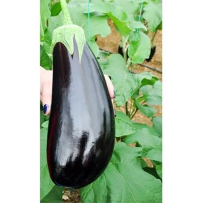 Seminte vinete Gortina F1 (1000 seminte)