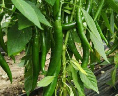 Seminte ardei iute Kard F1 (250 seminte)