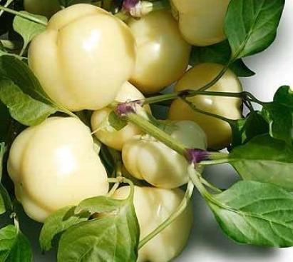 Seminte ardei gras Eszter F1 (1000 seminte)