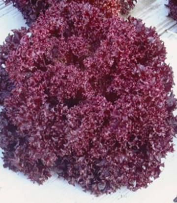 Seminte salata creata rosie Matador 5 gr