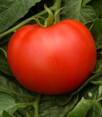 Seminte tomate Rhodia F1 500 sem