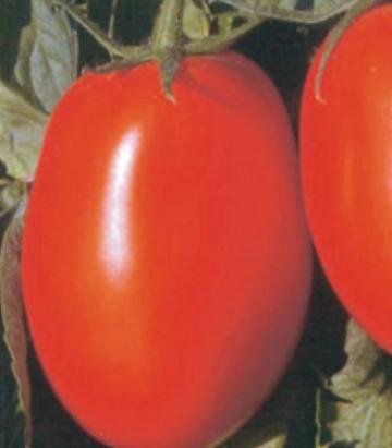 Seminte tomate prunisoare Templar F1 (1000 seminte)
