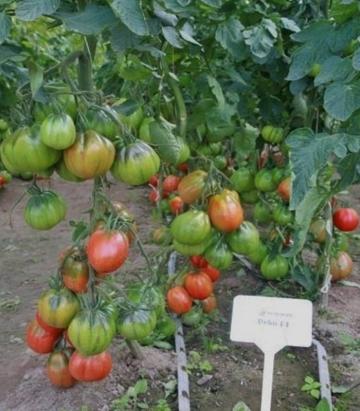 Seminte tomate Inima de bou Deko F1 100 sem