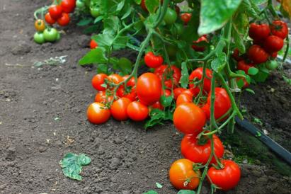Seminte tomate timpurii Oltena F1 500 sem